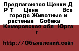 Предлагаются Щенки Д.Р.Т.  › Цена ­ 15 000 - Все города Животные и растения » Собаки   . Кемеровская обл.,Юрга г.